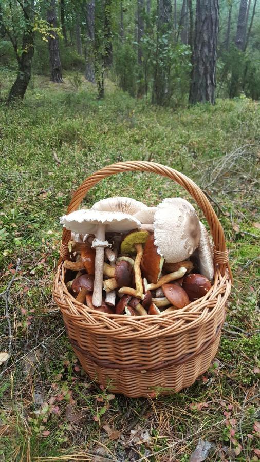 Male GacnoBorywood别墅 外观 照片