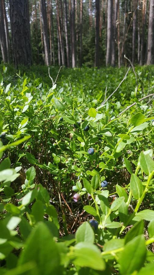 Male GacnoBorywood别墅 外观 照片